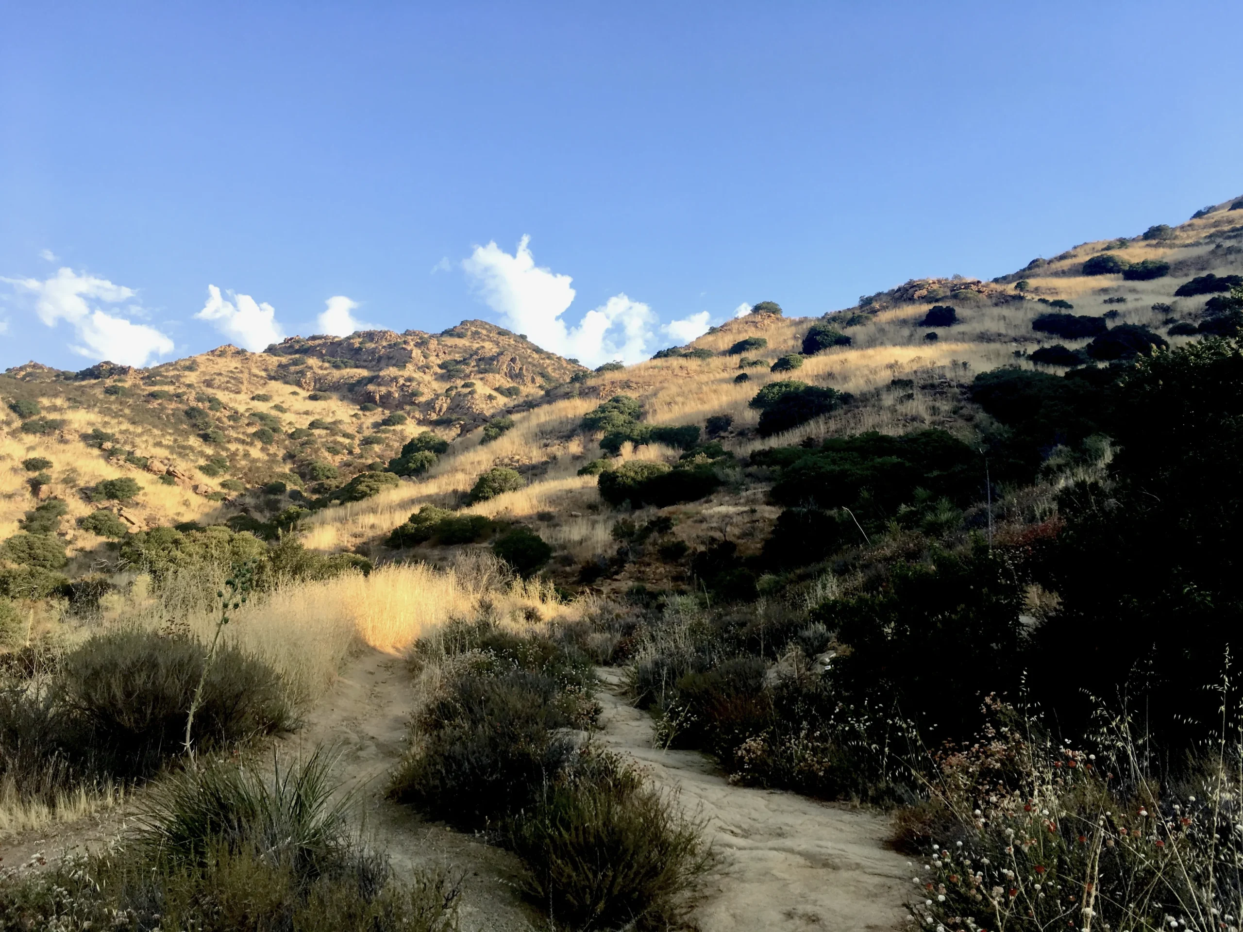 Scenic Chaparral trail in the Santa Monica Mountains near Agoura Hills, CA - Home of Chaparral Software: Your database, API, and AI solution partner. (Photo credit: Russell Kohn)